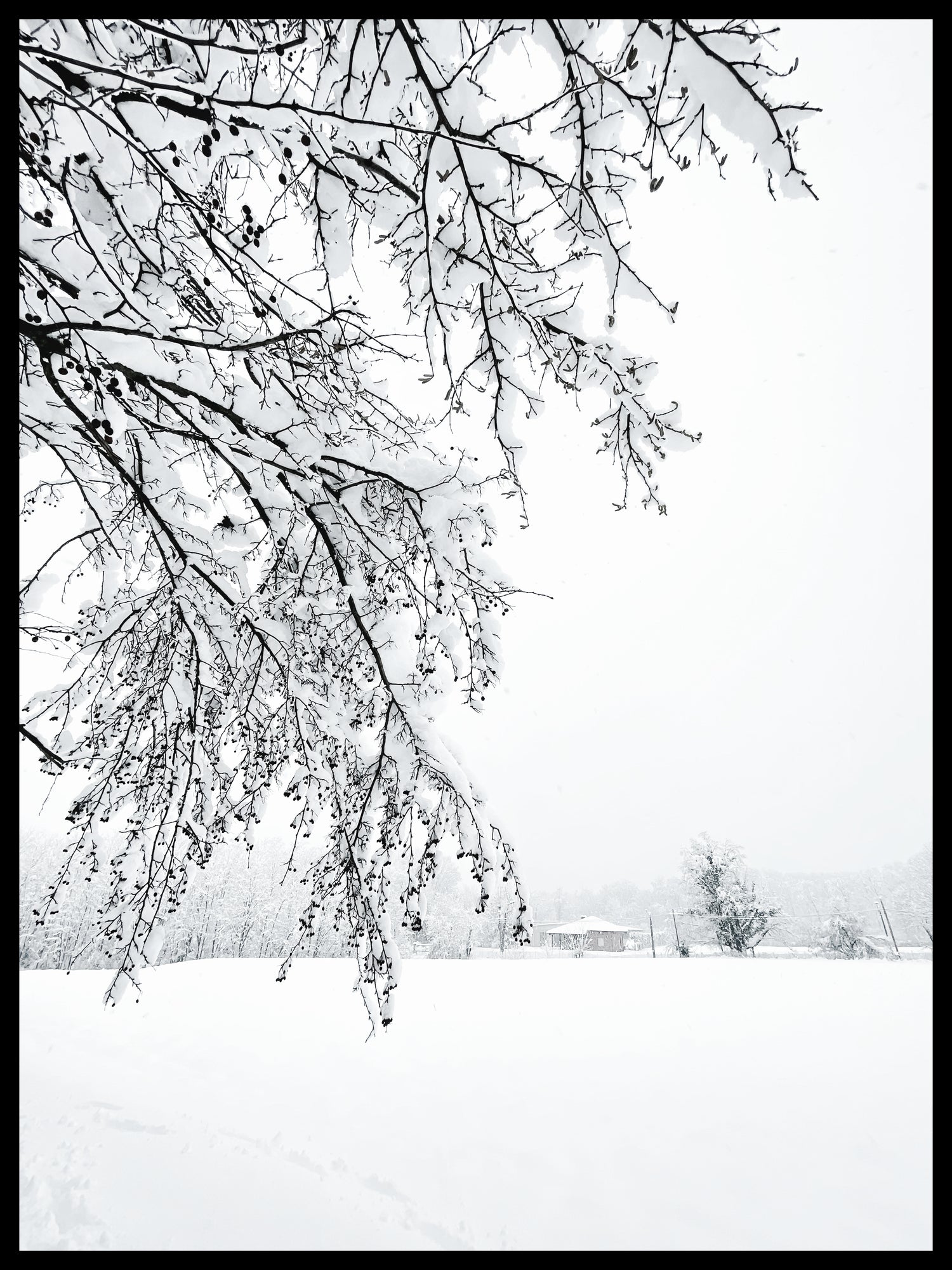 SILENZIO BIANCO - Un viaggio nel candore di un bosco innevato