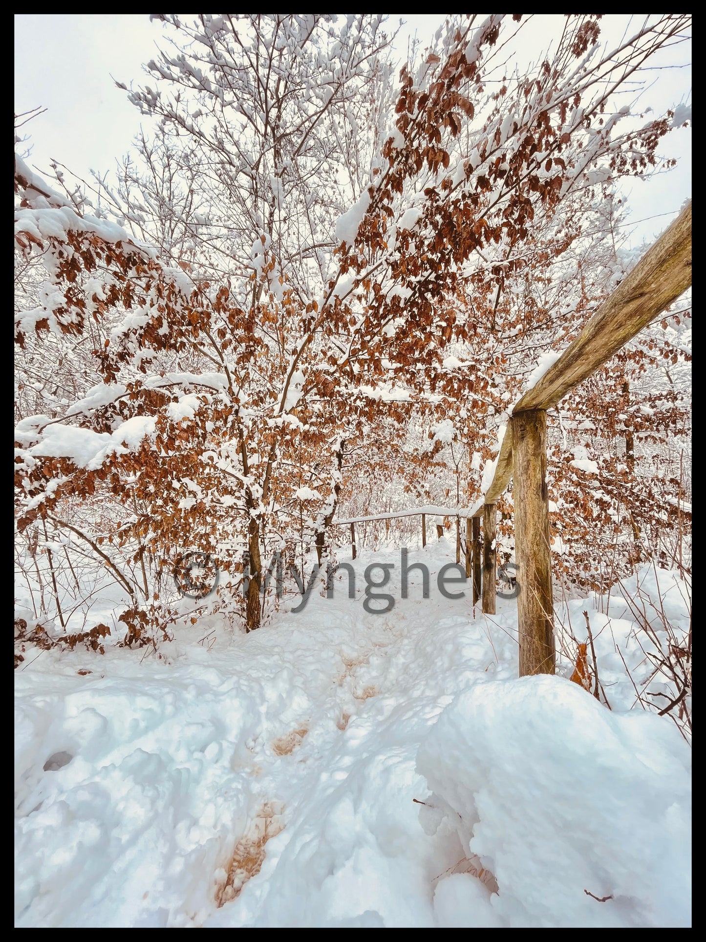 Bows and Branches