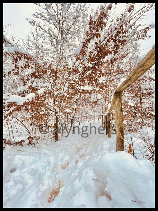 Bows and Branches