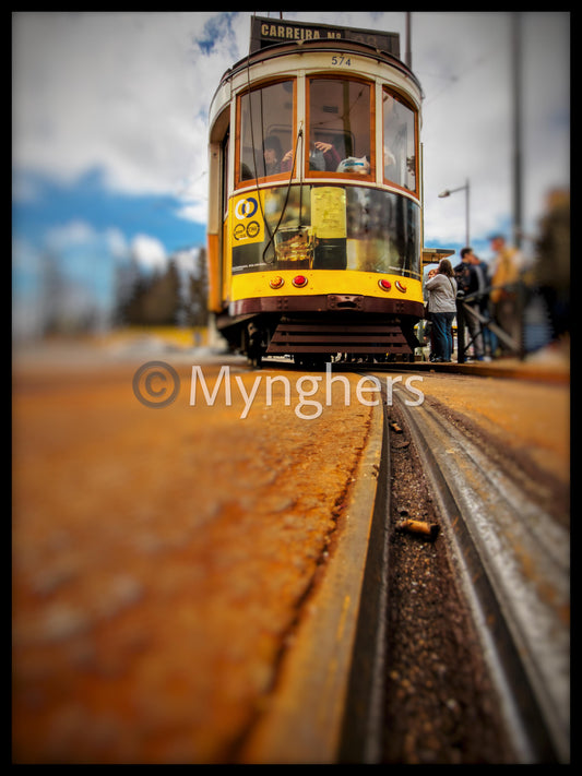 Tracks in the Golden Light