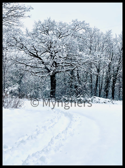 The Silence of the Trees