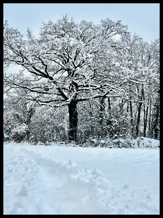 Ice Trails