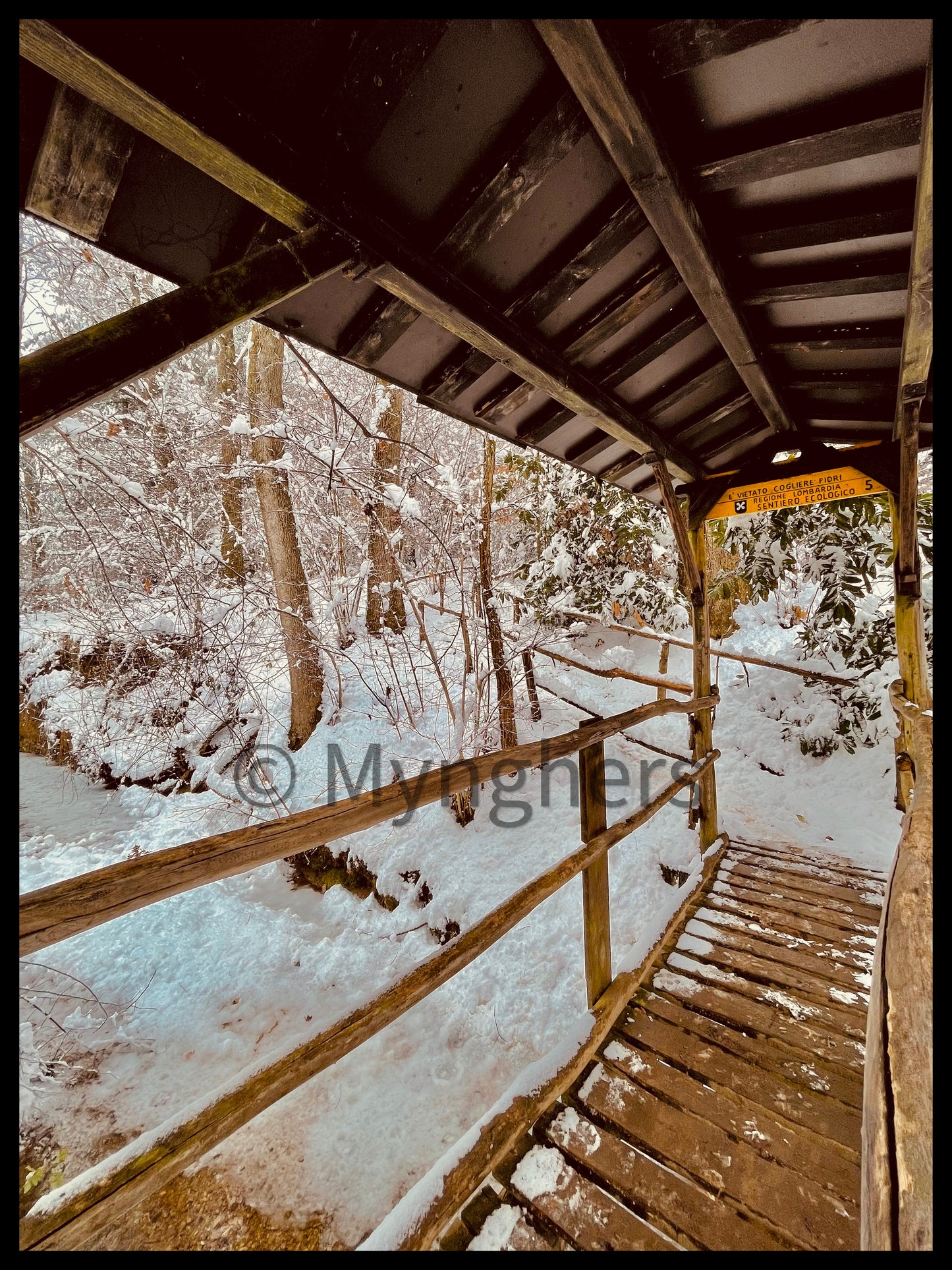 Steps in the Woods