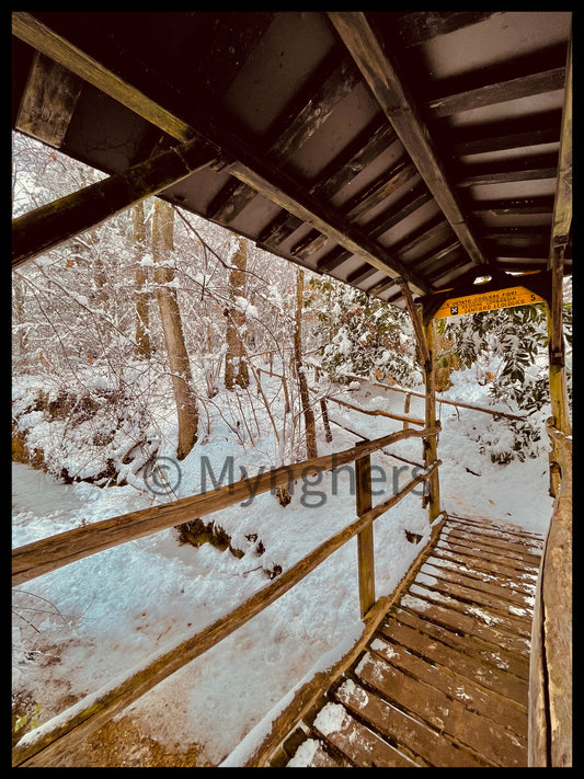 Steps in the Woods