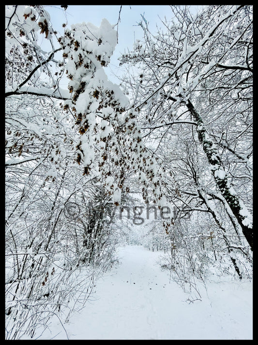 Segreti nella Neve