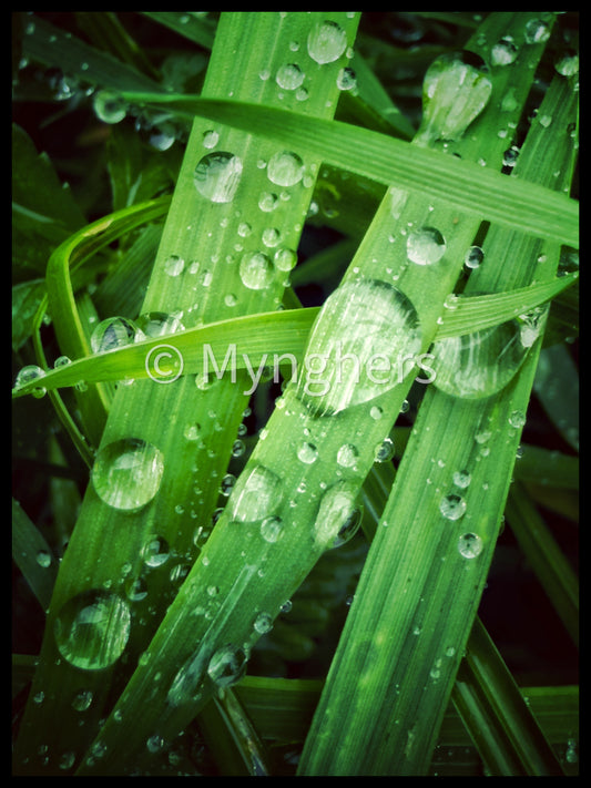 “Under the Green Rain” - Limited Edition