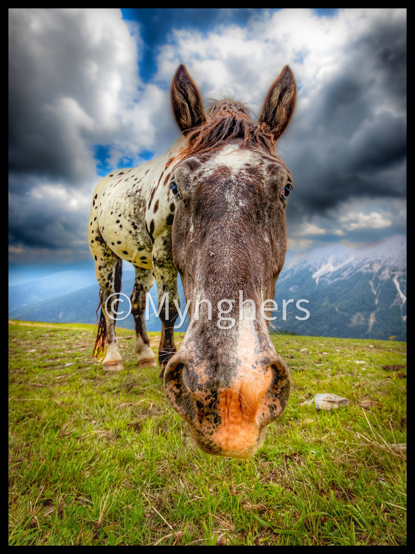 Equine Horizons