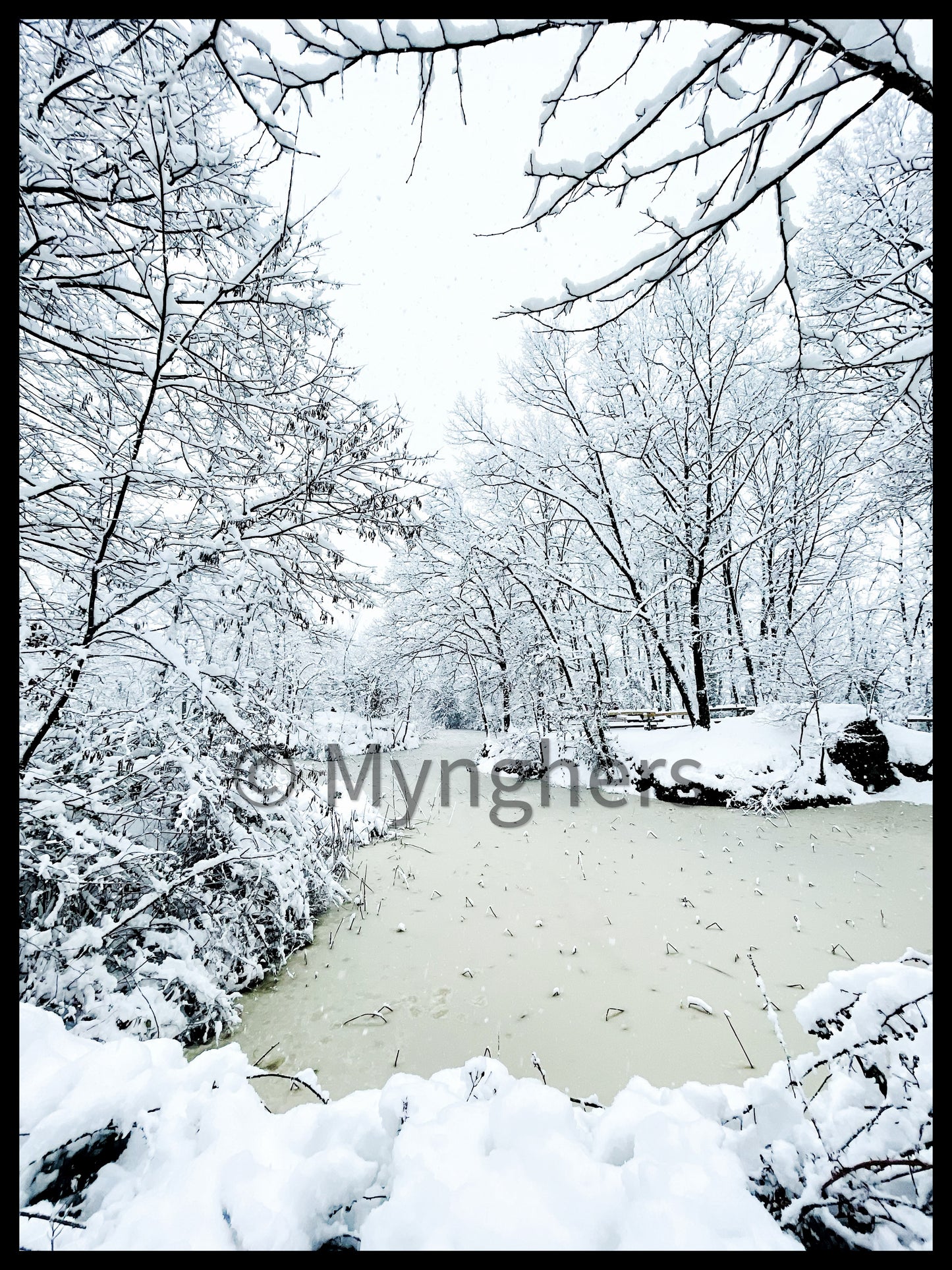 Silver Branches