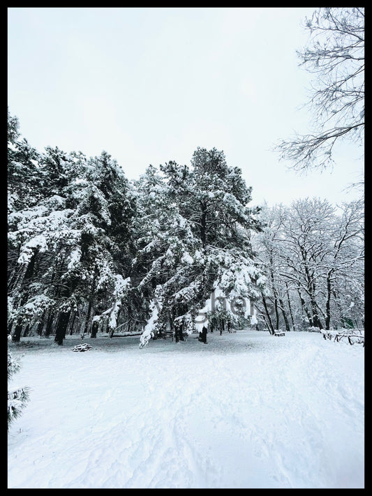 “La Tregua della Neve” - Edizione Limitata