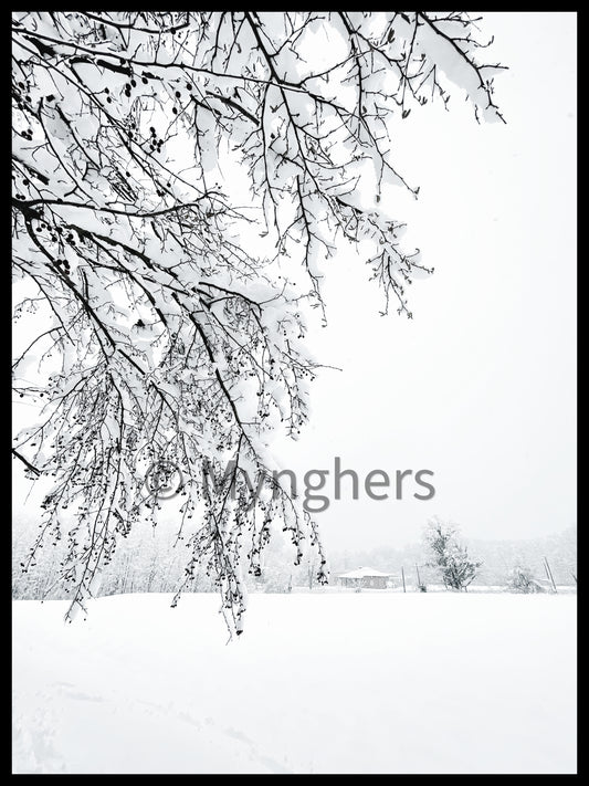 “Sogno di Neve” - Edizione Limitata