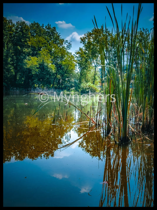 “Whispers of the Wind” - Limited Edition