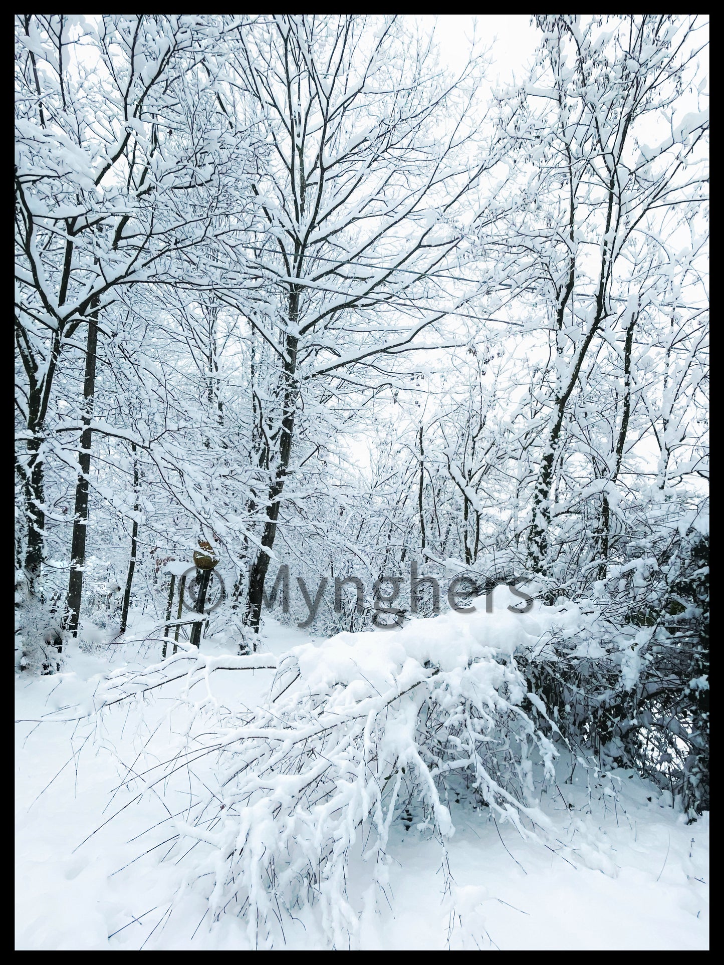 “Whispers of Snow” - Limited Edition